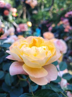 娇艳黄玫瑰绽放