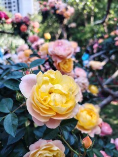 多彩娇艳的盛开玫瑰花