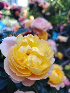 娇艳黄玫瑰绽放美景