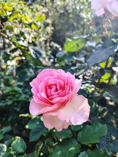 娇艳粉色玫瑰绽放绿叶间