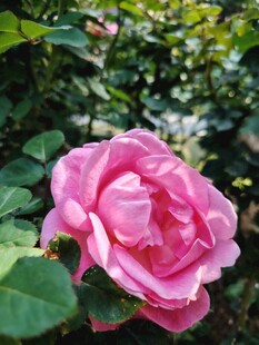 娇艳粉色月季花绽放