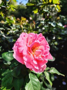 娇艳粉色玫瑰绽放