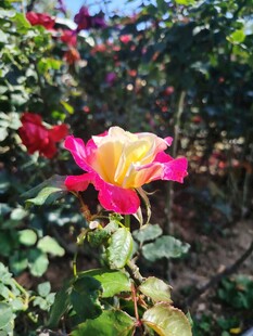 多彩玫瑰绽放于花园