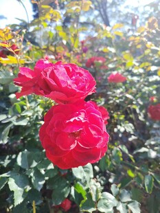 娇艳红玫瑰绽放于花丛