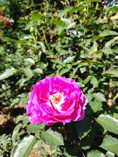 娇艳玫红花朵绽放绿叶间