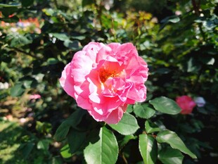 娇艳粉色月季花绽放