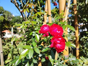 娇艳红玫绽放于竹架间