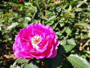 娇艳粉色月季花绽放