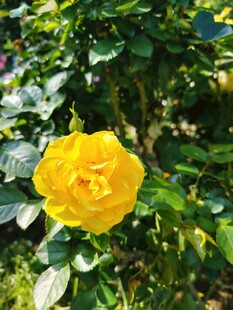 娇艳黄玫瑰绽放绿荫间