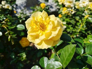 娇艳黄玫瑰绽放于绿叶间