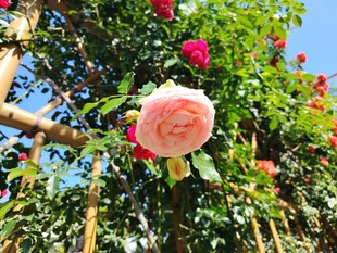 娇艳玫瑰绽放于蓝天之下