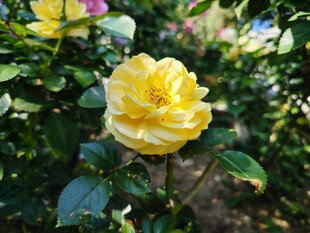 娇艳黄玫瑰绽放于绿叶间
