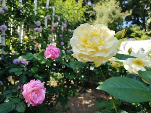 多彩月季花绽放于花园