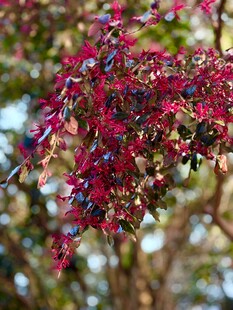 枝头红紫相间的绚烂花朵