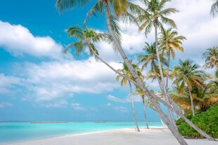 热带海滩椰林美景