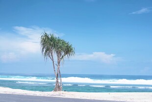 海边孤树