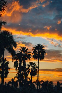 夕阳下的棕榈树剪影