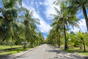 椰林环绕的静谧公路