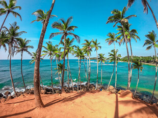 热带海滨椰林度假美景