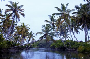 河畔椰林美景