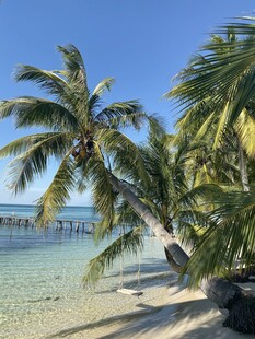 热带海滩椰树美景