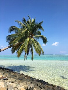 海边椰树