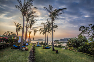 海滨夕阳下的棕榈树美景