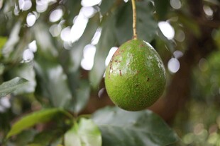 挂在枝头的新鲜牛油果