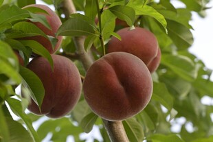 枝头饱满的成熟桃子