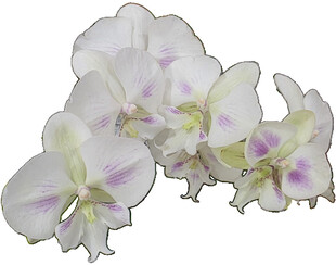 白色蝴蝶兰绽放