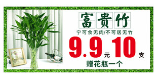 富贵竹
