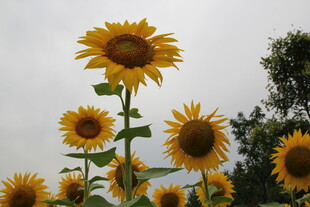 阳光下的向日葵花群