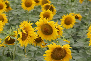 向日葵花海绽放