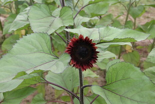 深红色向日葵植株特写