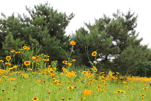 田野中的灿烂黄色野花