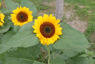 田野中的灿烂向日葵