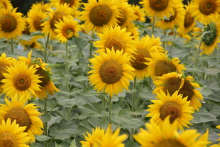 向日葵花海绽放