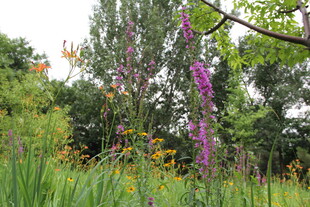 夏日缤纷花草景观