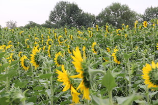 向日葵花海 灿烂的田园风光