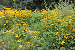 金黄野花盛开的美丽草地