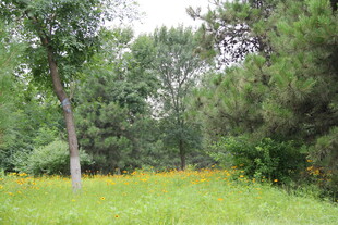 林间野花盛开的清新草地