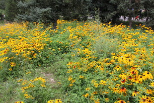 金黄灿烂的野花盛放场景