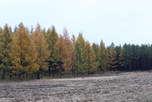 秋日多彩树林旷野景色