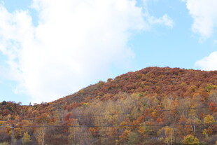 秋日山坡斑斓景致