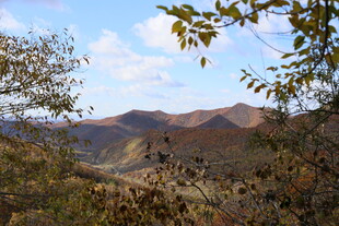 山间秋景 黄叶伴远山
