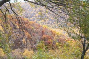 秋日山林斑斓景致