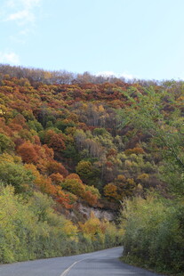 秋日蜿蜒公路旁斑斓山林