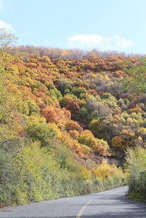 秋日蜿蜒公路旁斑斓山林