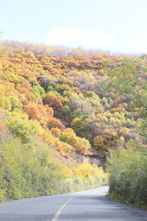 秋日蜿蜒公路旁斑斓山林