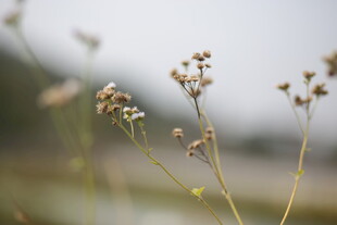 野外干枯小花特写